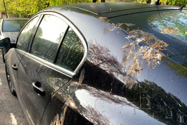 fientes de pigeon sur carrosserie de voiture